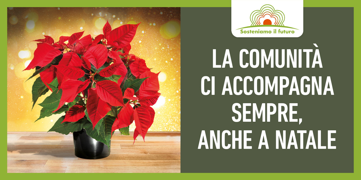 Stella di Natale 2022